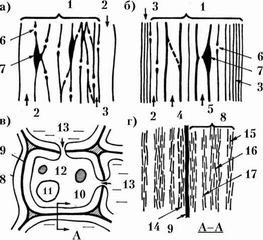 Рис. 77. Принципиальная схема клеточного строения древесины: а - вертикальный